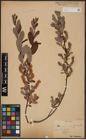 Foto von Salix aurita L. x Salix myrtilloides L.